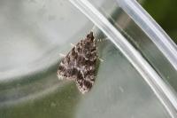 Eudonia mercurella