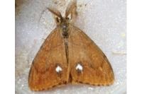Orgyia antiqua