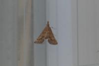 Metasia corsicalis
