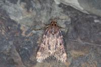 Aglossa caprealis