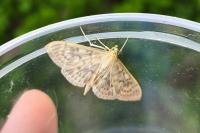 Patania ruralis