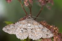 Ascotis selenaria