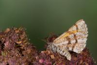 Bupalus piniaria