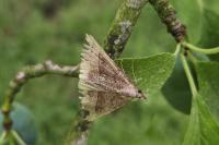Hypena proboscidalis