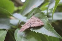 Hypena proboscidalis