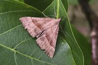 Hypena proboscidalis