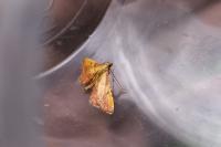 Endotricha flammealis