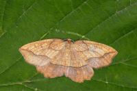 Epione repandaria