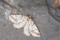 Eumannia oranaria