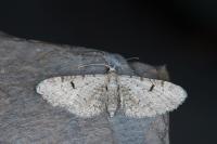 Eupithecia extraversaria