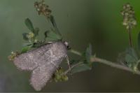 Euxoa birivia