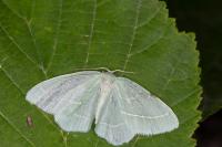 Hemistola chrysoprasaria