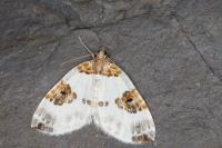 Plemyria rubiginata