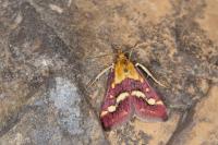 Pyrausta purpuralis