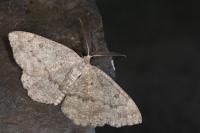 Yezognophos serotinaria serotinoides