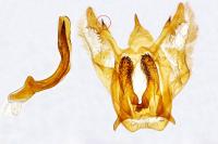 Yezognophos serotinaria serotinoides