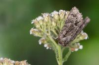 Acronicta auricoma