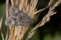 Acronicta megacephala