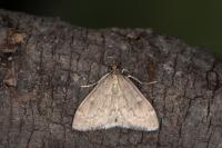 Anania fuscalis