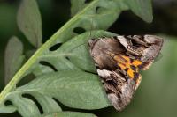 Catocala fulminea