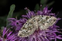 Cleorodes lichenaria