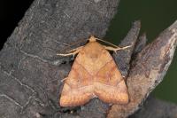 Cosmia trapezina