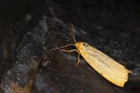 Cybosia mesomella