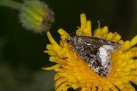 Deltote pygarga