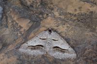 Digrammia rippertaria