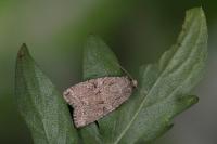 Fissipunctia ypsillon