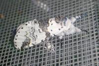 Furcula bicuspis