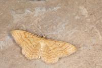 Idaea rufaria