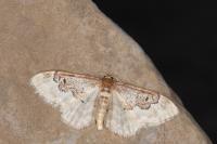 Idaea rusticata