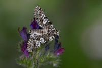 Lamprosticta culta