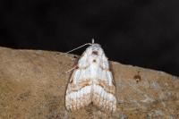 Nola aerugula