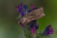 Peridroma saucia