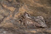 Rhegmatophila alpina