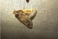 Pyralis farinalis