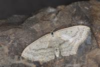 Scopula nigropunctata