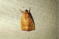 Cosmia trapezina