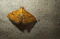 Anania verbascalis