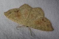 Cyclophora