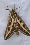 Hyles livornica