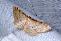 Idaea fuscovenosa