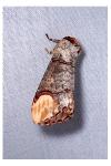 Phalera bucephala