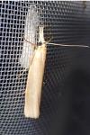 Crambus perlellus