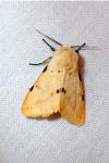 Spilarctia lutea