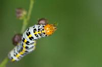 Cucullia caninae