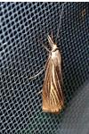 Chrysoteuchia culmella