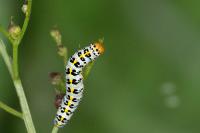 Cucullia caninae